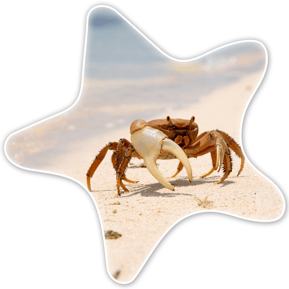 Crab